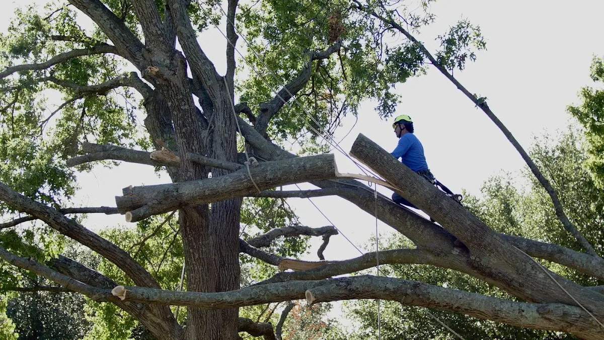Professional Crown Thinning performed by certified arborists in Frametown